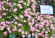 The Petunia Hybrid Light Pink was introduced this FlowerTrails. It is a compact variety with many flowers and suitable for small pots, large pots and wall carriers. "A filled blanket of flowers.